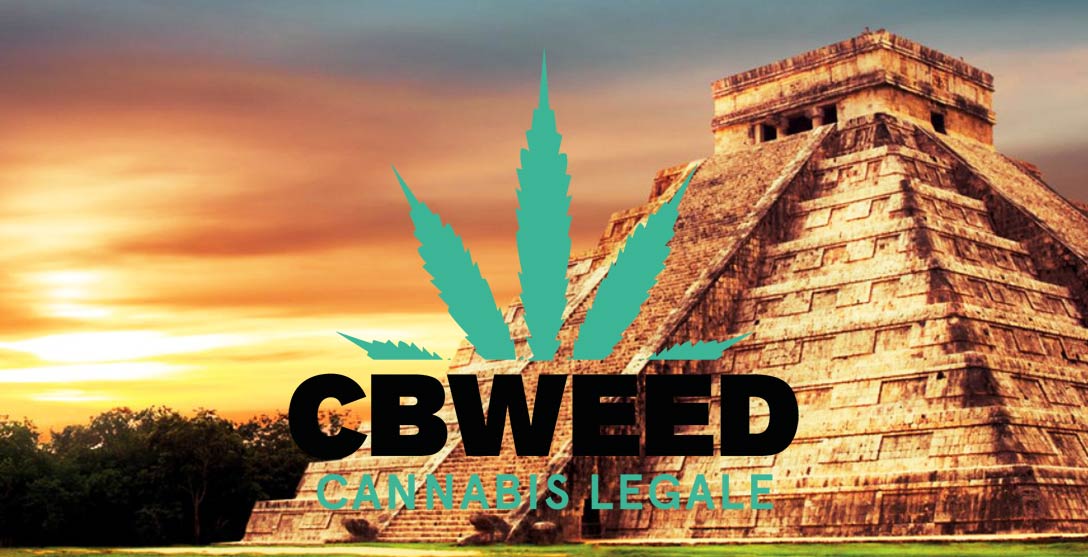 Legalizzazione Cannabis Contro Narcotraffico Messico Insegna Italia