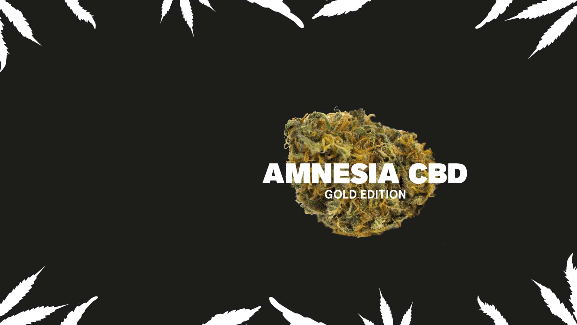 Amnesia CBD Cbweed