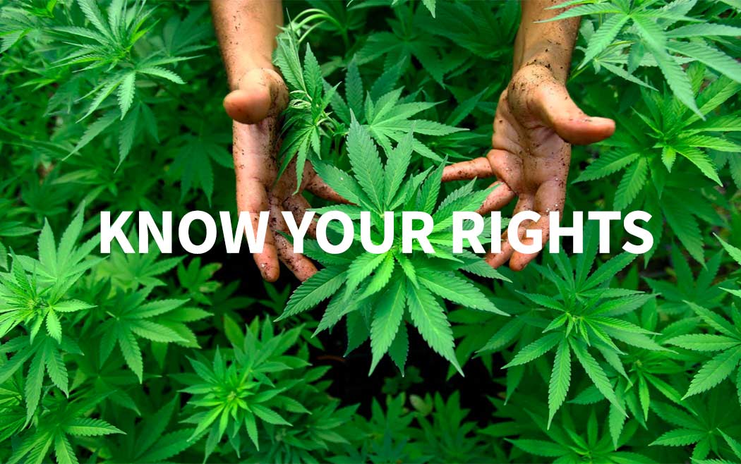 Diritti Consumatori Cannabis Documento