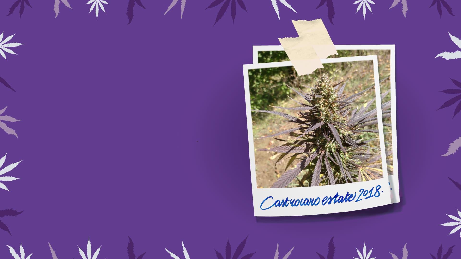 Slider_PURPLE_HAZE