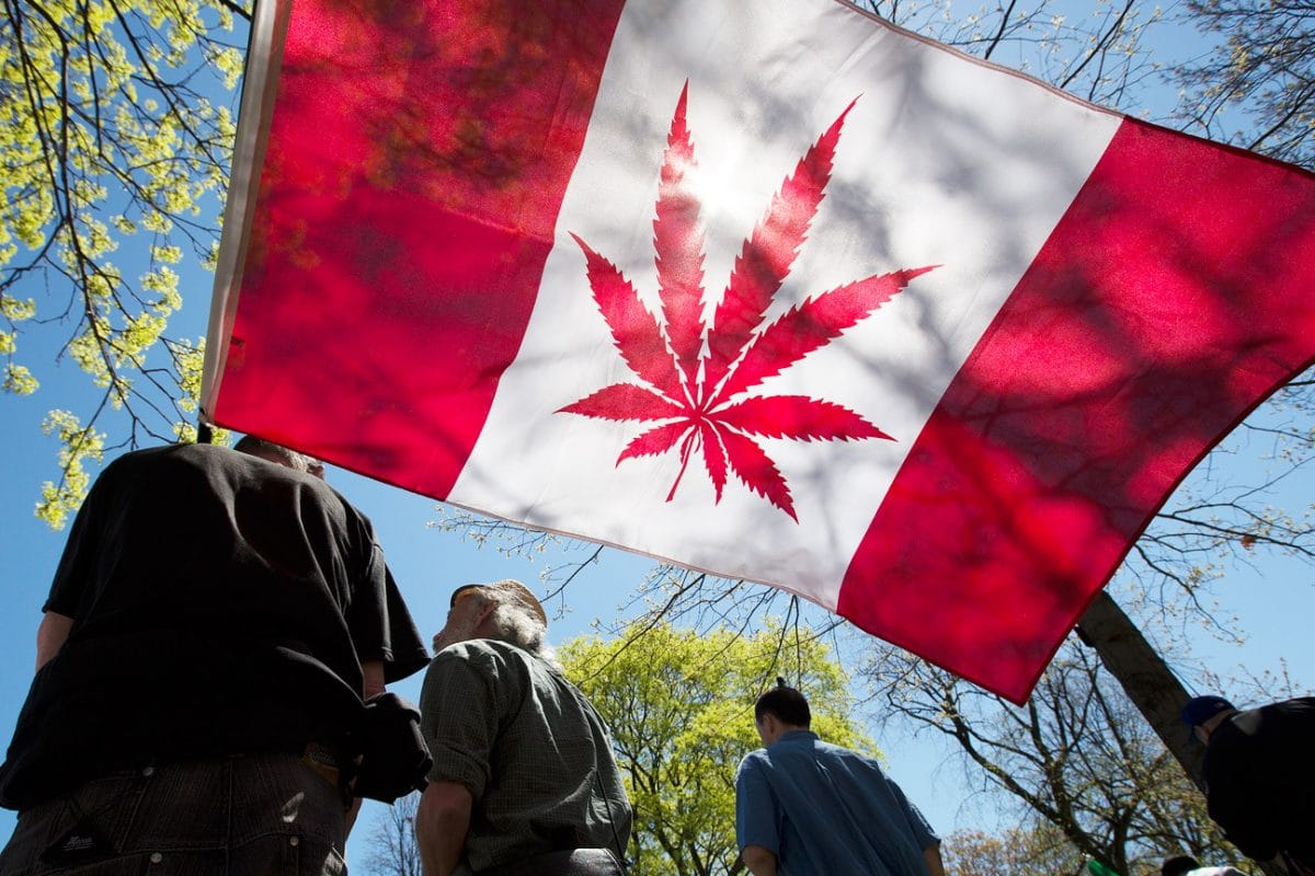 la national cannabis survey canadese sulluso della marijuana dopo la legalizzazione