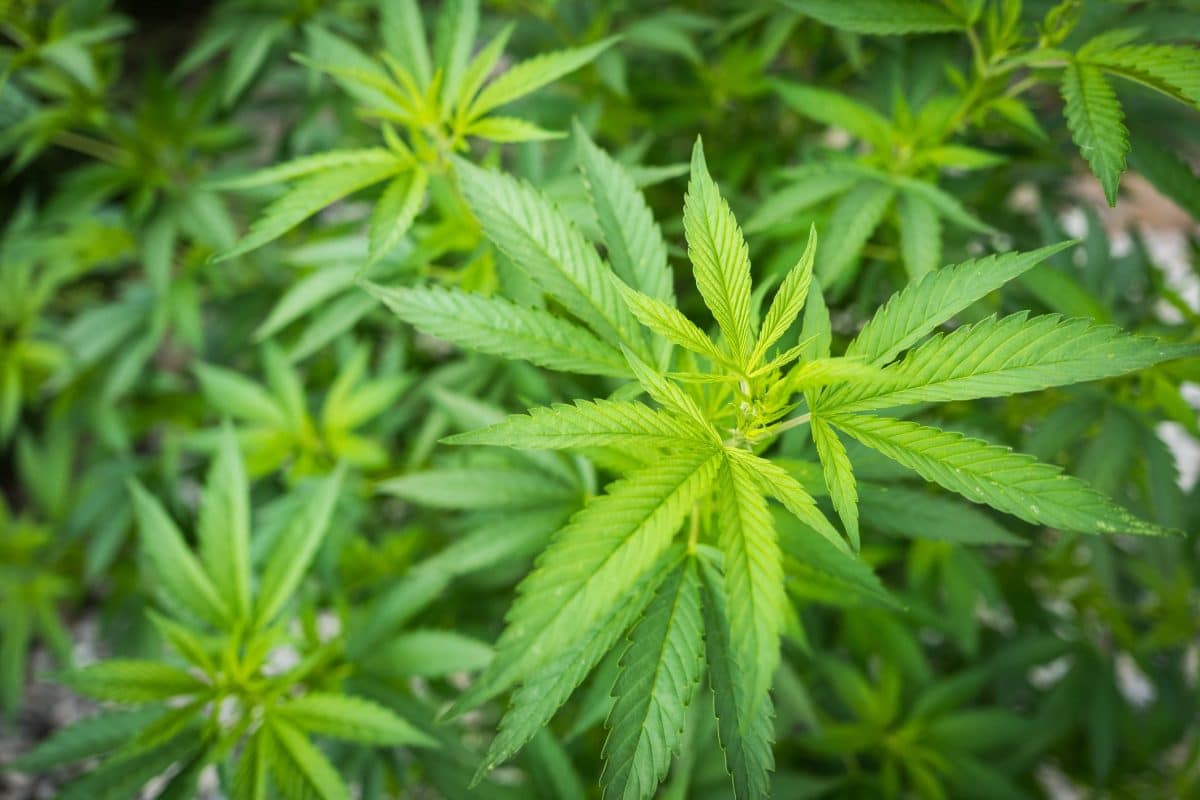 Coltivava Cannabis Uso Terapeutico Assolto