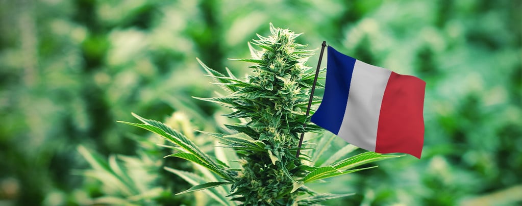 Legalizzazione Marijuana Fa Gola Francia
