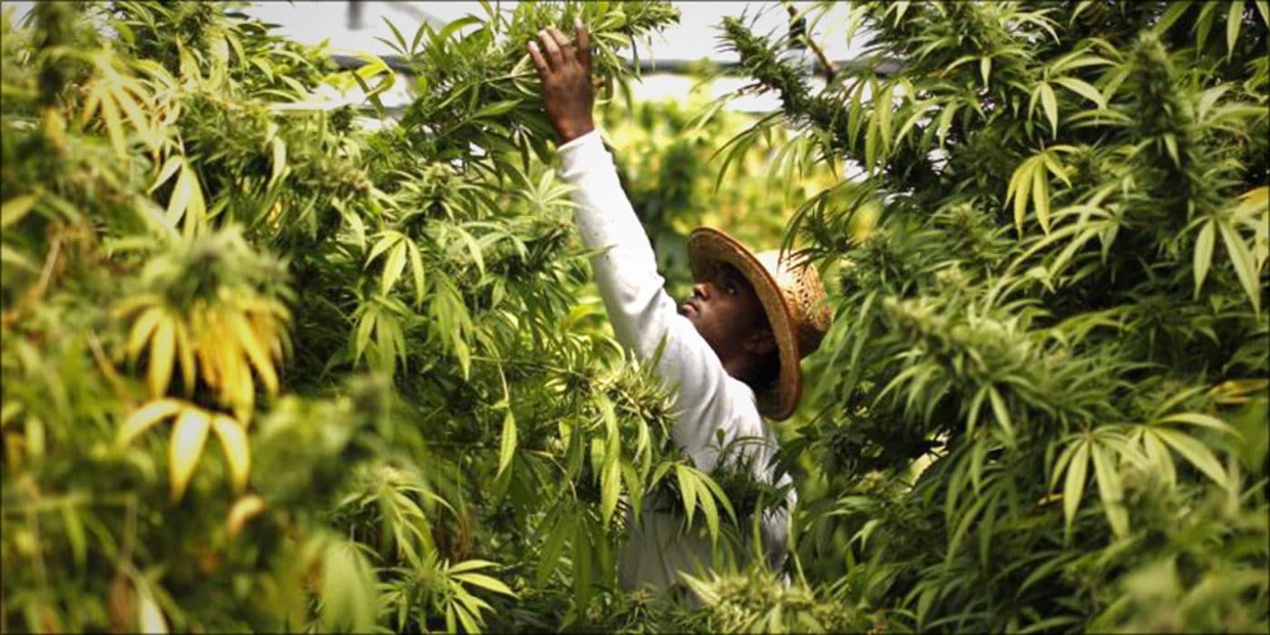 studio rivela nigeriani detengono record mondiale consumo di cannabis