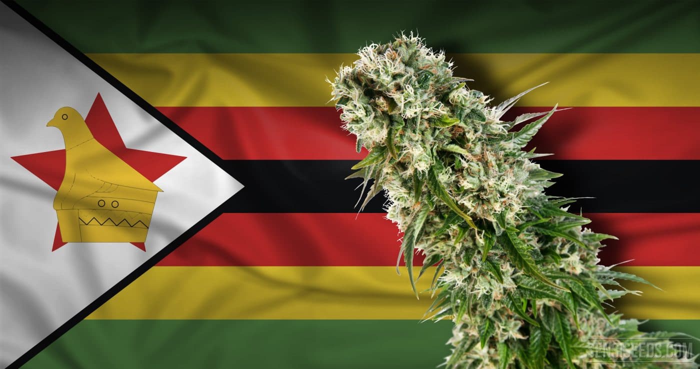 Zimbabwe via libera prima coltivazione cannabis medica