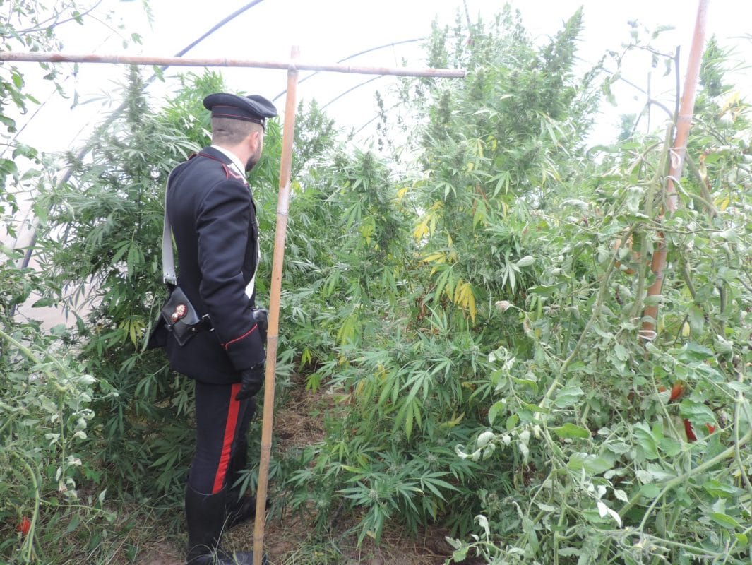 Cannabis light indagini e arresti mala interpretazione sentenza Cassazione