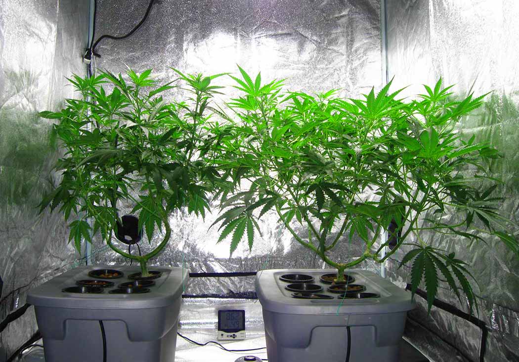 Cosa Come Funziona Vantaggi Coltivazione Idroponica Cannabis