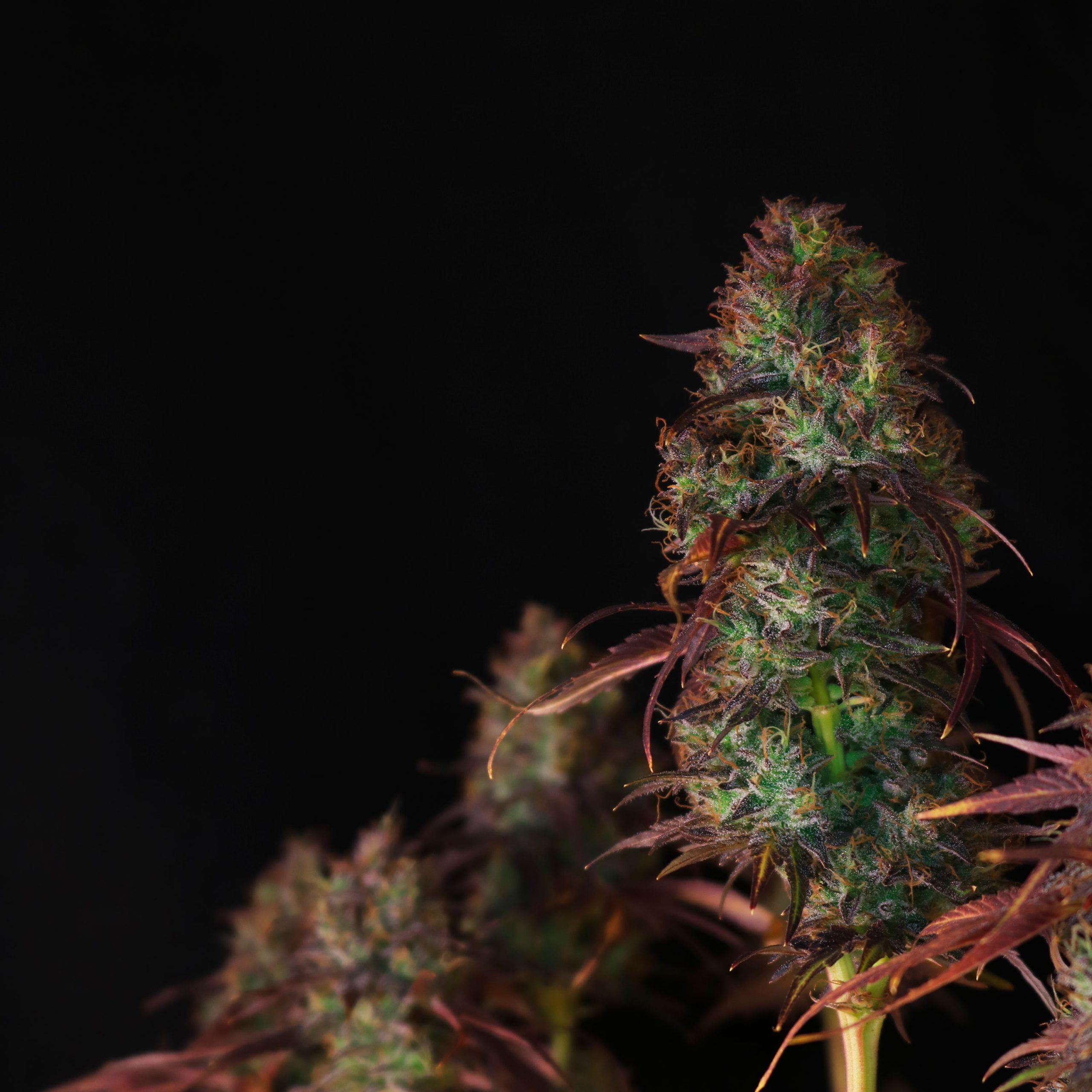 CANNABIS-STRAIN