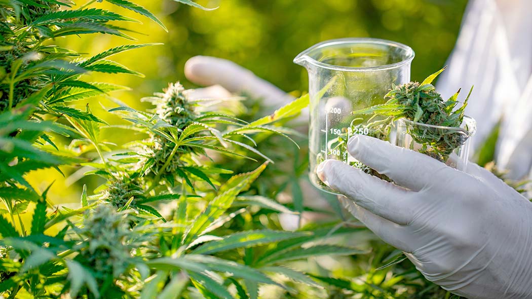 Guida Uso Fertilizzanti Coltivare Cannabis Legale