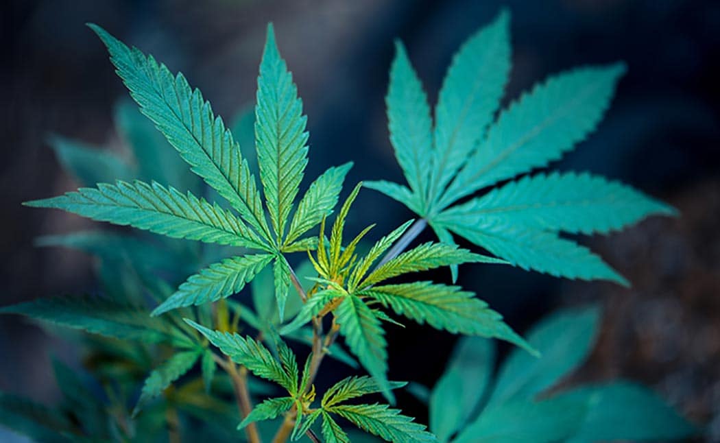 Cannabinoidi Cannabis Contro Tumori