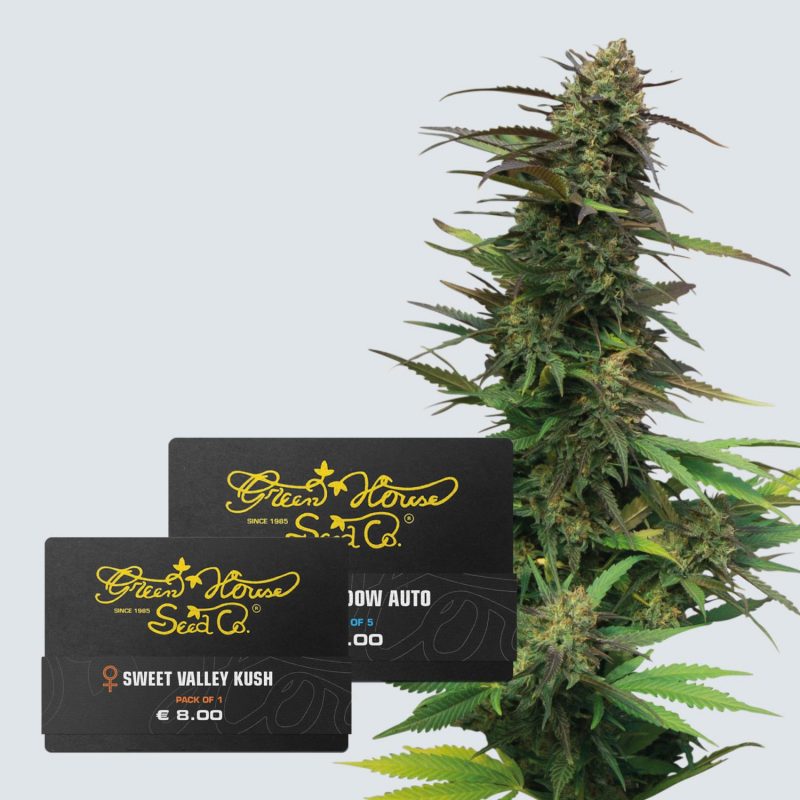 Collection THC Seeds