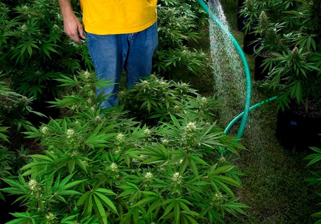 come-innaffiare-piante-cannabis