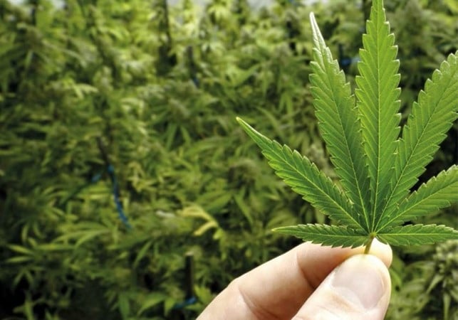 come-rigenerare-piante-cannabis