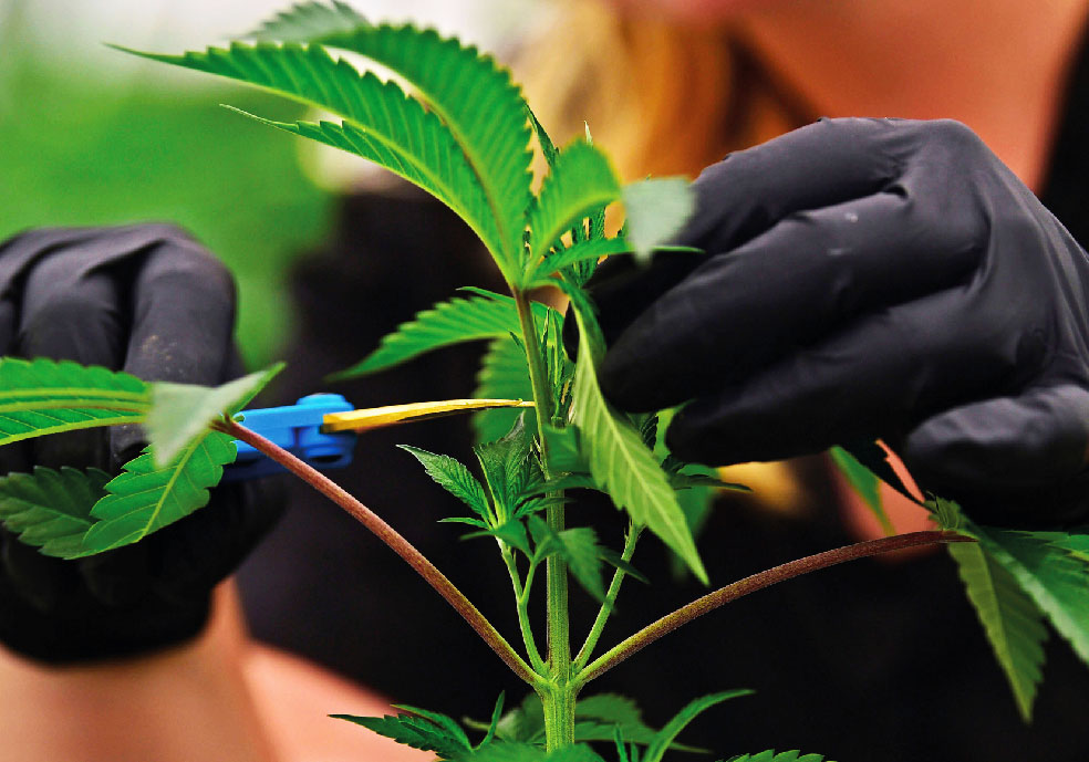 super-cropping-cose-come-quando-eseguirlo-piante-cannabis