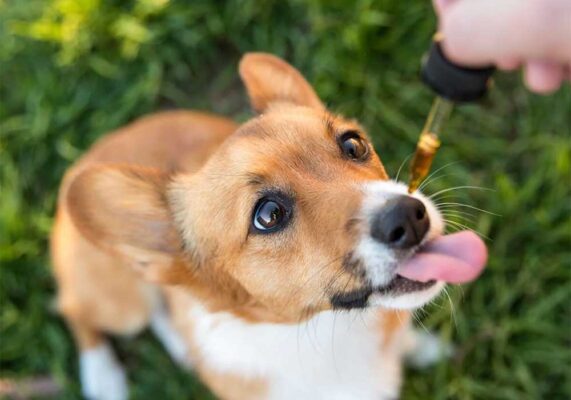 olio-cbd-cane-contro-ansia-dolore-depressione
